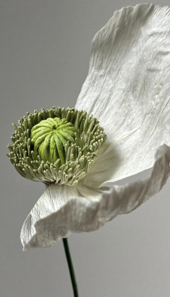 Oversized Pastel Paper Flower Installation